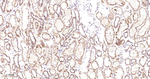 Prohibitin Antibody in Immunohistochemistry (Paraffin) (IHC (P))