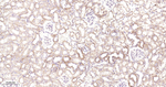 Prohibitin Antibody in Immunohistochemistry (Paraffin) (IHC (P))