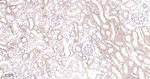 Prohibitin Antibody in Immunohistochemistry (Paraffin) (IHC (P))