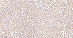 Prohibitin Antibody in Immunohistochemistry (Paraffin) (IHC (P))