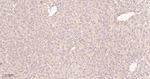 Prohibitin Antibody in Immunohistochemistry (Paraffin) (IHC (P))