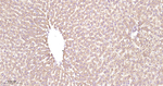 Prohibitin Antibody in Immunohistochemistry (Paraffin) (IHC (P))