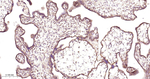 Prohibitin Recombinant Rabbit Monoclonal Antibody (9C19)