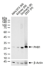 Prohibitin Antibody in Western Blot (WB)