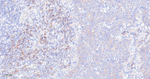RPS3 Antibody in Immunohistochemistry (Paraffin) (IHC (P))
