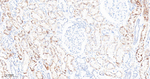 RPS3 Antibody in Immunohistochemistry (Paraffin) (IHC (P))
