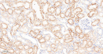 RPS3 Antibody in Immunohistochemistry (Paraffin) (IHC (P))