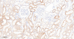 RPS3 Antibody in Immunohistochemistry (Paraffin) (IHC (P))