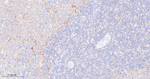 RPS3 Antibody in Immunohistochemistry (Paraffin) (IHC (P))