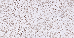 ASH2L Recombinant Rabbit Monoclonal Antibody (5F5)