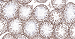 ASH2L Antibody in Immunohistochemistry (Paraffin) (IHC (P))