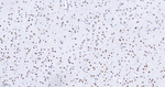 ASH2L Antibody in Immunohistochemistry (Paraffin) (IHC (P))