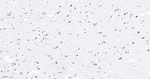 ASH2L Antibody in Immunohistochemistry (Paraffin) (IHC (P))