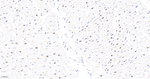 ASH2L Antibody in Immunohistochemistry (Paraffin) (IHC (P))