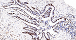 ASH2L Antibody in Immunohistochemistry (Paraffin) (IHC (P))