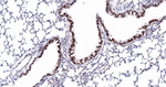 ASH2L Antibody in Immunohistochemistry (Paraffin) (IHC (P))