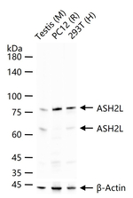 ASH2L Antibody in Western Blot (WB)