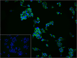 TOMM20 Recombinant Rabbit Monoclonal Antibody (6E6)
