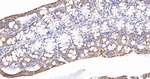 TOMM20 Antibody in Immunohistochemistry (Paraffin) (IHC (P))