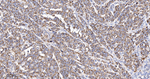 TOMM20 Antibody in Immunohistochemistry (Paraffin) (IHC (P))