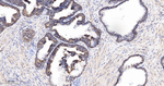 TOMM20 Antibody in Immunohistochemistry (Paraffin) (IHC (P))