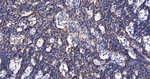 TOMM20 Antibody in Immunohistochemistry (Paraffin) (IHC (P))