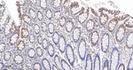 TOMM20 Antibody in Immunohistochemistry (Paraffin) (IHC (P))