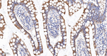 TOMM20 Antibody in Immunohistochemistry (Paraffin) (IHC (P))