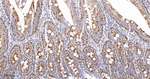 TOMM20 Antibody in Immunohistochemistry (Paraffin) (IHC (P))