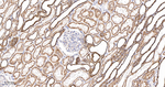 TOMM20 Antibody in Immunohistochemistry (Paraffin) (IHC (P))