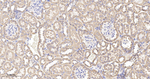 TOMM20 Antibody in Immunohistochemistry (Paraffin) (IHC (P))