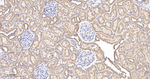 TOMM20 Antibody in Immunohistochemistry (Paraffin) (IHC (P))