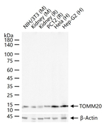TOMM20 Antibody in Western Blot (WB)