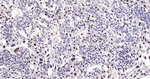 DNMT3A Recombinant Rabbit Monoclonal Antibody (4F12)