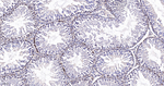 DNMT3A Antibody in Immunohistochemistry (Paraffin) (IHC (P))