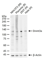 DNMT3A Antibody in Western Blot (WB)