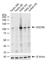 DGCR8 Recombinant Rabbit Monoclonal Antibody (9A12)