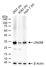 LIN28B Recombinant Rabbit Monoclonal Antibody (3C2)