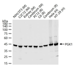 PGK1 Recombinant Rabbit Monoclonal Antibody (16E12)