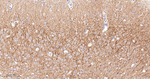 mGluR5 Antibody in Immunohistochemistry (Paraffin) (IHC (P))