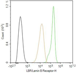 Lamin B Receptor Antibody in Flow Cytometry (Flow)