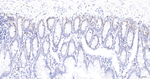 Lamin B Receptor Antibody in Immunohistochemistry (Paraffin) (IHC (P))