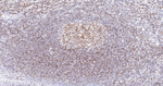 Lamin B Receptor Antibody in Immunohistochemistry (Paraffin) (IHC (P))