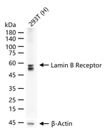 Lamin B Receptor Antibody in Western Blot (WB)