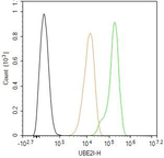 UBC9 Antibody in Flow Cytometry (Flow)