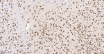 UBC9 Recombinant Rabbit Monoclonal Antibody (9E4)