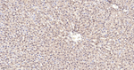 UBC9 Antibody in Immunohistochemistry (Paraffin) (IHC (P))