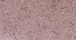 APOE Antibody in Immunohistochemistry (Paraffin) (IHC (P))