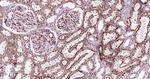 APOE Antibody in Immunohistochemistry (Paraffin) (IHC (P))