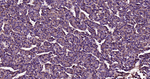 APOE Antibody in Immunohistochemistry (Paraffin) (IHC (P))